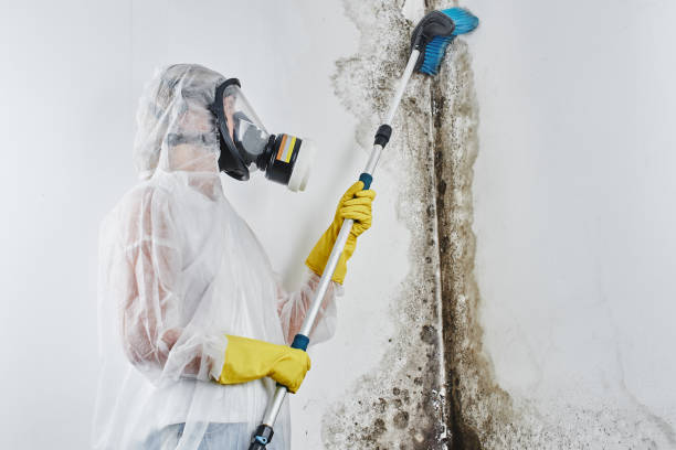 Best Black Mold Removal  in Marshallville, GA